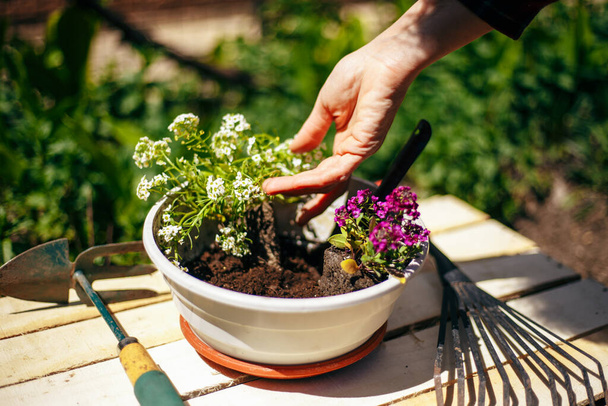 Közelkép a női kezekről, amint két virágot tartanak és állítanak át egy edénybe. Kertész lila virágokkal egy napsütéses napon. Kertészet és házi kert koncepció - Fotó, kép