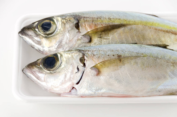 Crumenophthalmus selar, patán Bigeye, pescado en bandeja de espuma blanca sobre fondo blanco
. - Foto, imagen