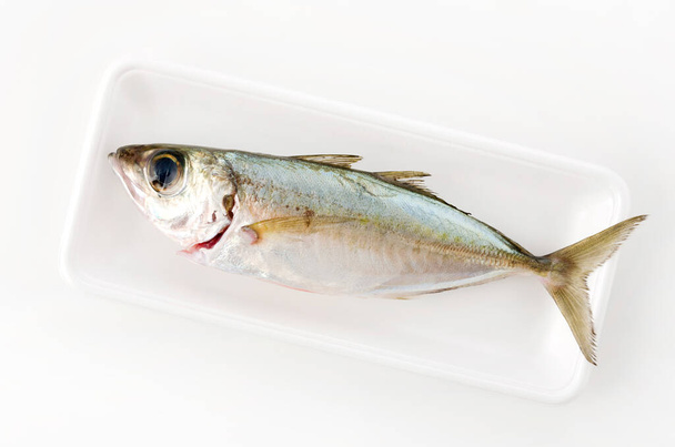 Selar crumenophthalmus, Bigeye scad, fish on white foam tray on white background. - Photo, Image