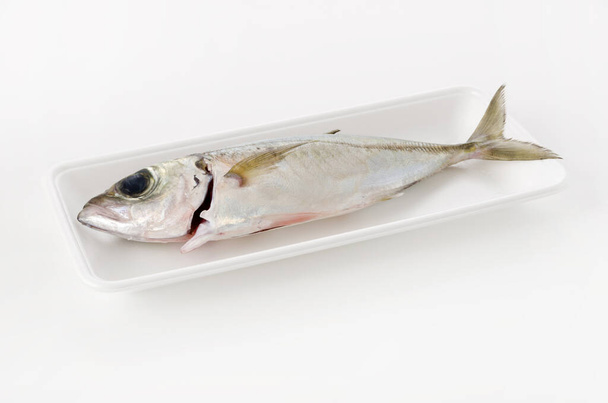 Sélar crumenophthalmus, Faucon obèse, poisson sur plateau en mousse blanche sur fond blanc
. - Photo, image