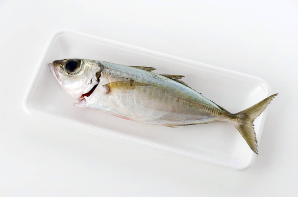 Selar crumenophthalmus, Bigeye scad, fish on white foam tray on white background. - Photo, Image