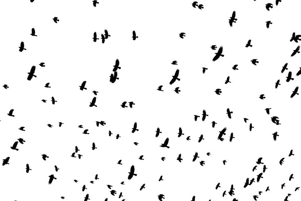 Fekete madár alakzatok raj repül sziluett ellen fehér háttér. - Fotó, kép