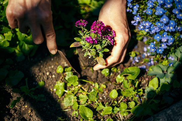 Closeup of woman's hands planting purple flower into the ground in her home garden helping with a trowel. A gardener transplant the plant on a bright sunny day. Horticulture and gardening concept - Photo, image
