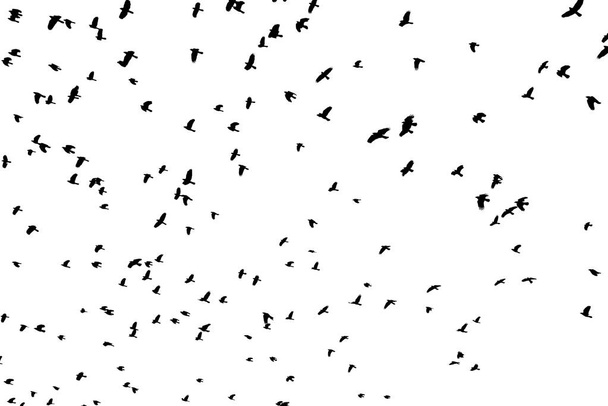 Большое стадо черных птиц, летающих силуэтом на белом фоне
. - Фото, изображение