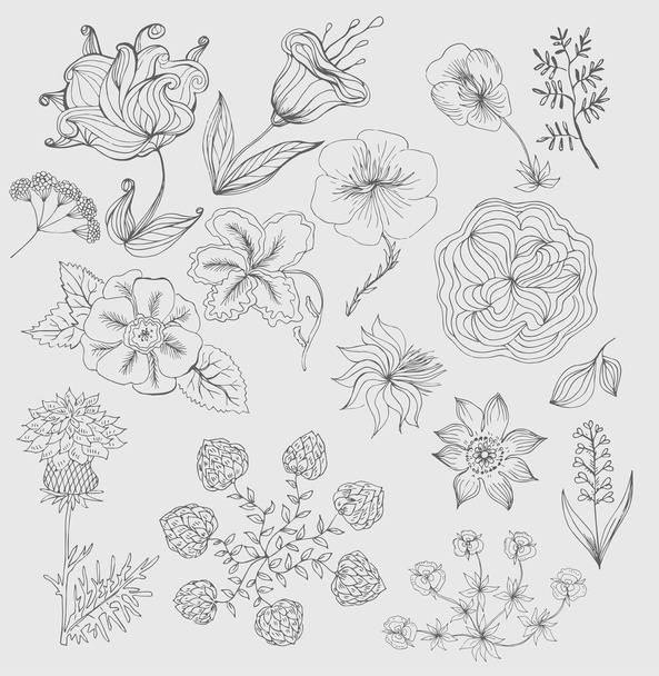 Set flowers hand drawn vector - Vector, Image
