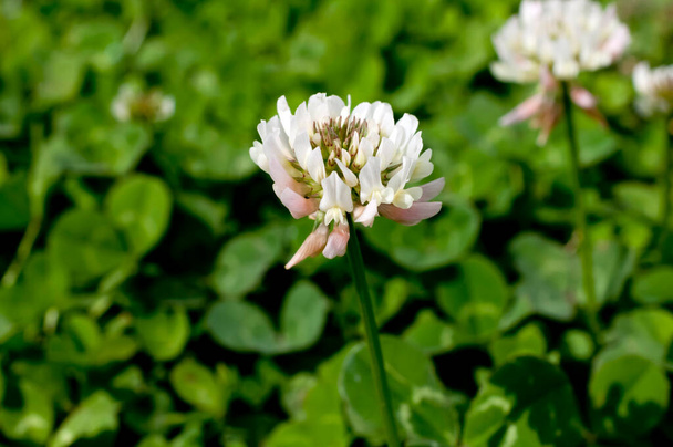 Клевер (белый клевер) цветы
 - Фото, изображение