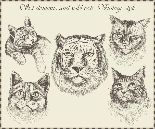 Set domestic and wild cats. - Vector, afbeelding