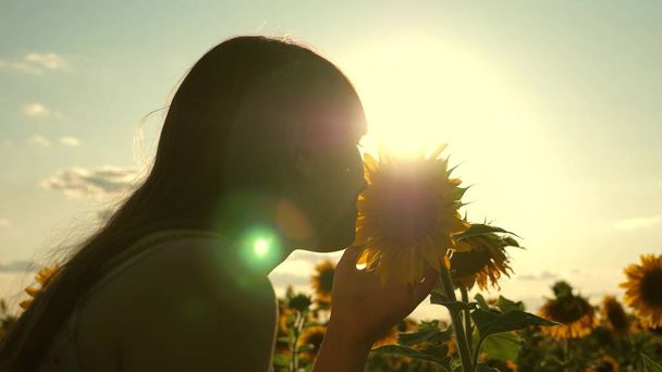 Young free woman traveler in a sunflower field in rays of sunrise or sunset is sunny. Young healthy girl examines a flowering sunflower. beautiful girl travels in countryside. adventure and travel - Photo, Image
