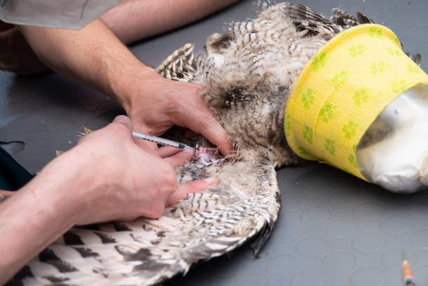 un examen médical de la chouette aigle avec vétérinaire exotique
 - Photo, image
