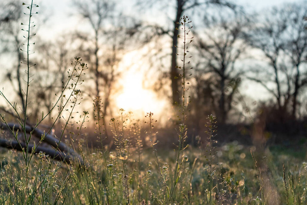 Помаранчеве сонце заходу сонця за голими весняними деревами з зеленим свіжим диким газоном, освітленим теплим сонячним світлом. Сезон росту чистої рослинності
 - Фото, зображення