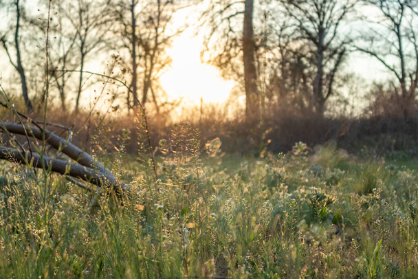 pomarańczowy zachód słońca słońce z gołymi i upadłymi drzewami z zielonym świeżym trawnikiem dzikiej trawy oświetlone ciepłym kolorem światła słonecznego zbliżenie. Sezon wzrostu czystej roślinności - Zdjęcie, obraz