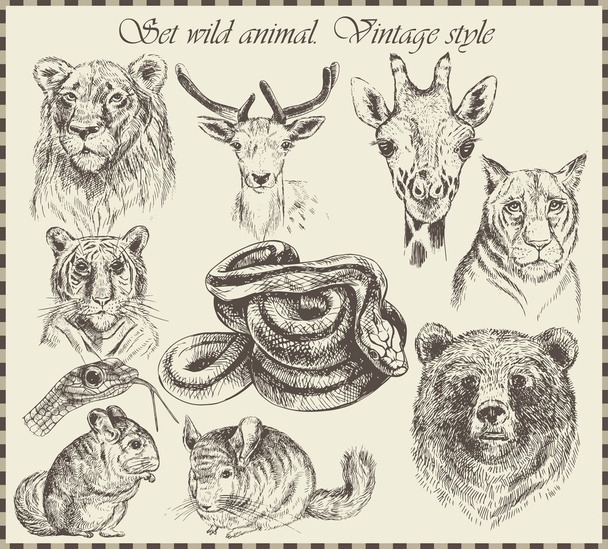 Vector set: different wild animals - Vetor, Imagem