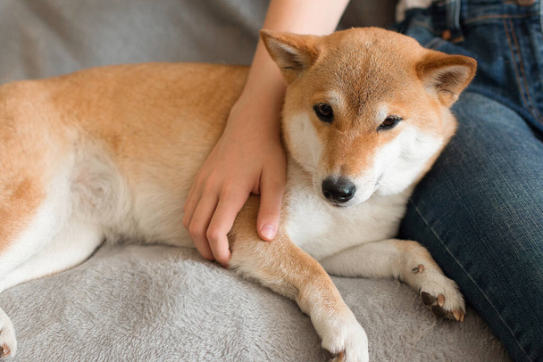 A woman hugs a cute red dog Shiba Inu, lying on her lap at home. Close-up. Happy cozy moments of life. Stay at home concept - Photo, Image