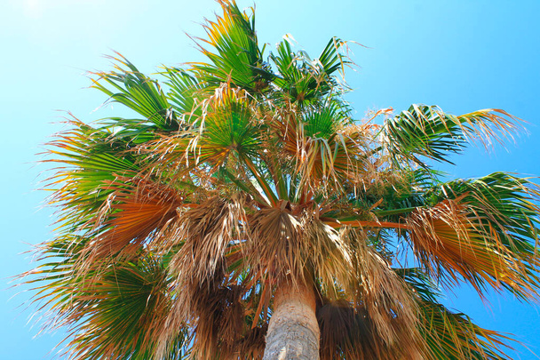 Palmeira de verão sob o sol no verão em Cannes
 - Foto, Imagem