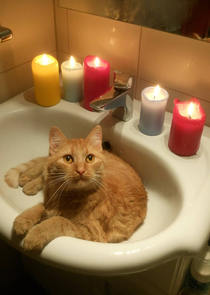 A vörös macska a mosogatóban fekszik gyertyafénynél. - Fotó, kép