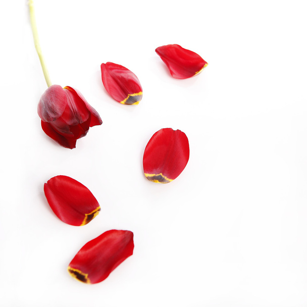 チューリップの花びら - 写真・画像