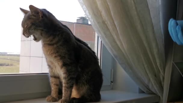 Egy férfi, aki elszigetelődött, orvosi kesztyűbe bújik egy szürke macskával, aki egy ablakpárkányon ül.. - Felvétel, videó