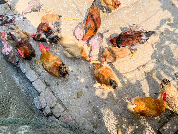 Tavuk ve ördeklerden oluşan kümes hayvanları Kuzey Vietnam 'ın arka bahçesinden yiyecek gagalıyor. - Fotoğraf, Görsel