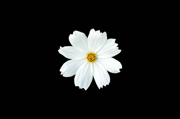 White cosmos flower isolated on black background - 写真・画像