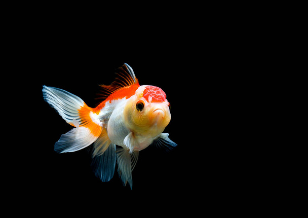 золотые рыбки изолированы на темном черном фоне - Фото, изображение