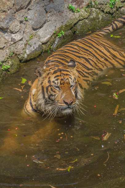 Gyönyörű tigris fürdik a ketrecben. - Fotó, kép