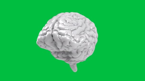  3D απόδοση λευκό ανθρώπινο εγκέφαλο σε πράσινη οθόνη 4k animation - Πλάνα, βίντεο