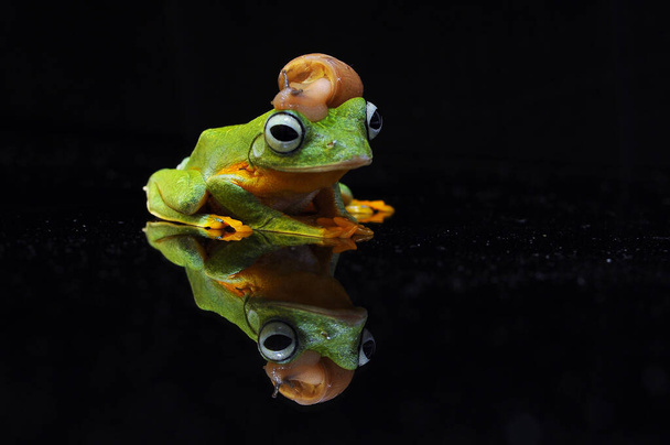 flying frog, tree frog, frog, - Photo, Image