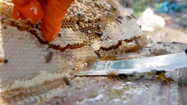 Hombre apicultor asiático en un traje protector blanco está cosechando con panal lleno de miel de oro en la granja. Proceso de recolección de miel. Concepto de apicultura, proceso de apicultura
. - Imágenes, Vídeo