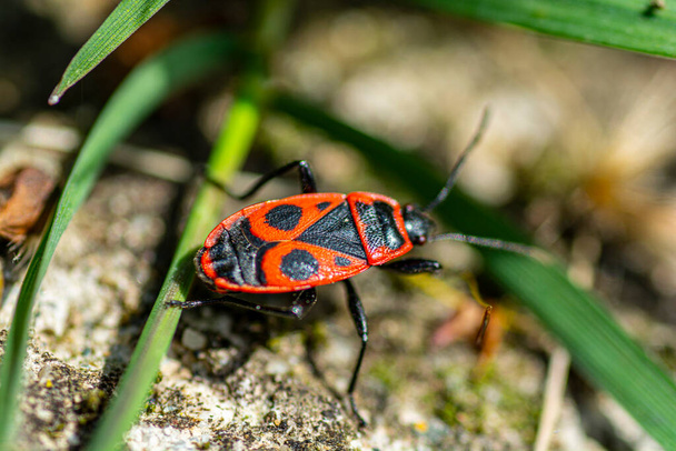 Firebug (Pyrrhocoris apterus) aislado macro de primer plano
 - Foto, Imagen