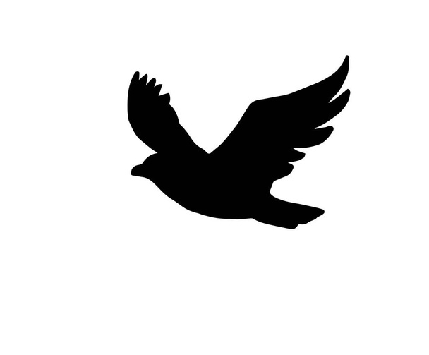 Sziluett madár fehér háttér - Fotó, kép