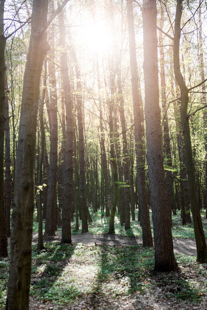 view of forest with sunlight goes through branches. copy space - Photo, image