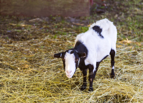 farm goat - Foto, imagen