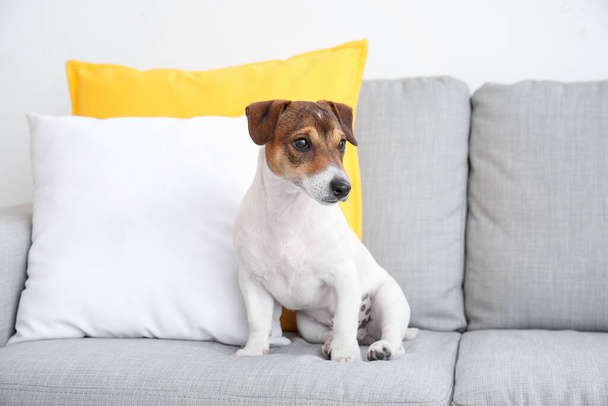 Lindo perro en el sofá en la habitación
 - Foto, imagen