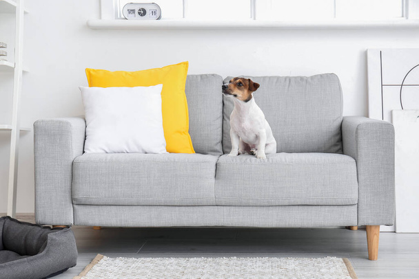 Cute dog on sofa in room - Zdjęcie, obraz