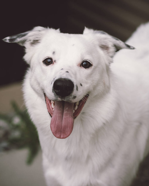 Biały pies z szeroko otwartymi ustami patrzący prosto w kamerę. - Zdjęcie, obraz