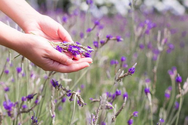 Nainen nauttimassa kauniista lavendaaripellosta luonnossa. Pehmeät violetit sävyt
. - Valokuva, kuva