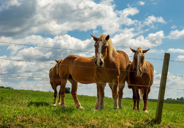 Μερικά άλογα εργασίας στο βοσκότοπο κοιτάζοντας μέσα από το συρματόπλεγμα φράχτη. - Φωτογραφία, εικόνα