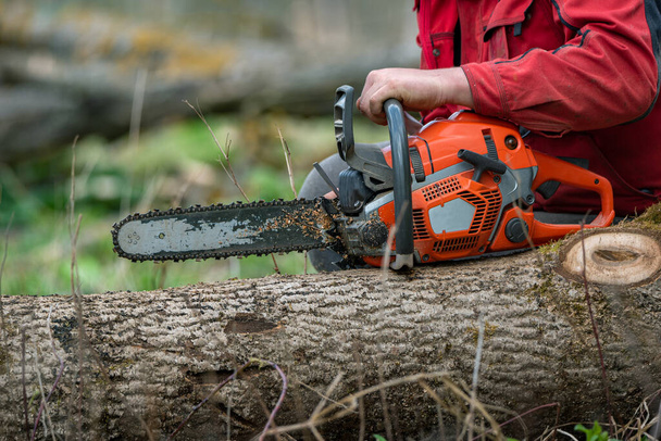 Man works by chainsaw in forest. - Foto, Imagen