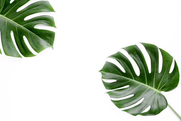 Tropical leaves Monstera on white background.  - Foto, imagen