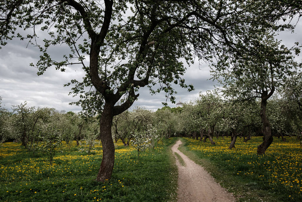 タンポポの畑の中にリンゴの木を開花させます。モスクワのコロマンスコエ公園. - 写真・画像