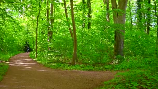 un bellissimo vecchio parco splende al sole, gli alberi e cespugli brillano in tutto il loro splendore verde ed è disseminato di sentieri per pedoni nel parco
 - Filmati, video