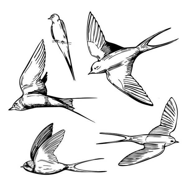 Handgetekende zwaluwen op witte achtergrond. Vector schets illustratie. - Vector, afbeelding