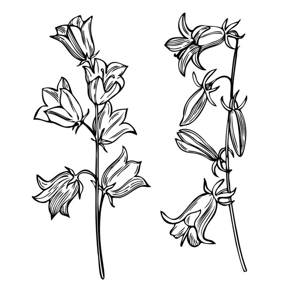 Hand drawn garden flowers on white background. Bellflowers ( Campanula) . Vector sketch  illustration. - Vector, Image