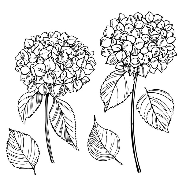 Flores de jardín dibujadas a mano sobre fondo blanco. Hortensia. Dibujo vectorial ilustración
. - Vector, Imagen