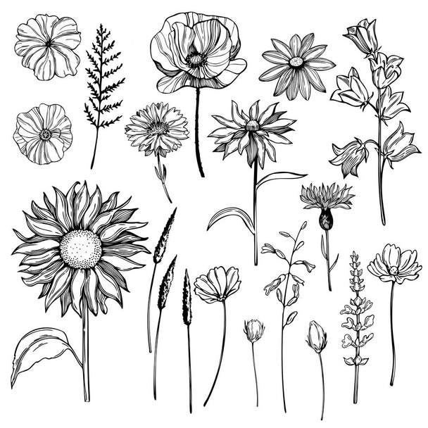 Hand drawn wild herbs and flowers. Vector sketch illustratio - Vektori, kuva