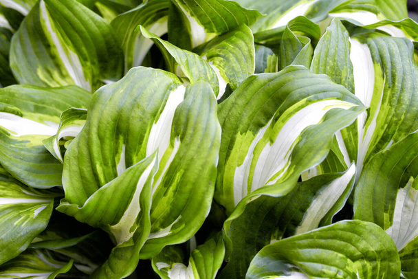 Vert - feuilles blanches de l'hôte, fond, texture
 - Photo, image