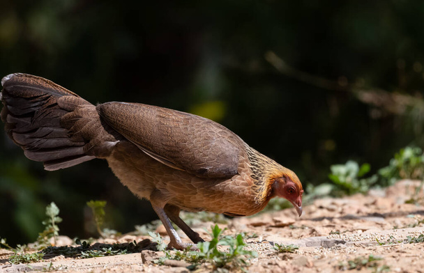 Jungle Fowl Weibchen in Satal, Uttarakhand, Indien fotografiert - Foto, Bild