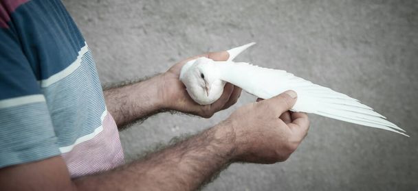 Кавказский человек держит голубя на руках
. - Фото, изображение