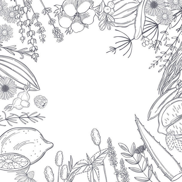  Organic cosmetics background. Plants for natural cosmetics. Vector sketch  illustration. - Vector, imagen