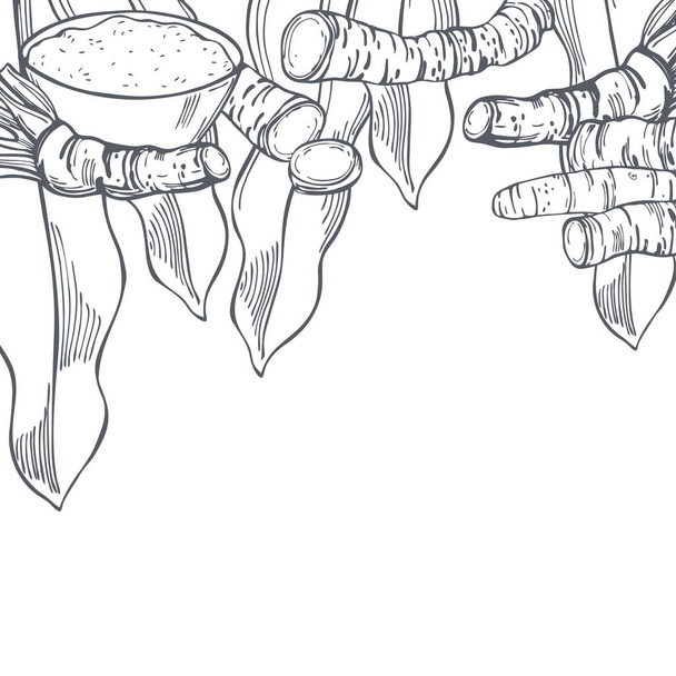 Met de hand getekend mierikswortel, wortel en bladeren. Vector achtergrond. Tekening illustratie. - Vector, afbeelding